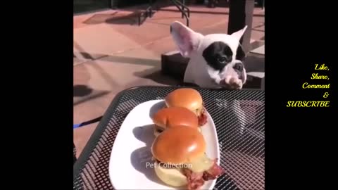 FUNNY ANIMAL PET VIDEO - Cute And Funny Pet Videos Compilation - Baby Dogs