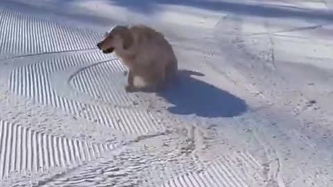 dogslide