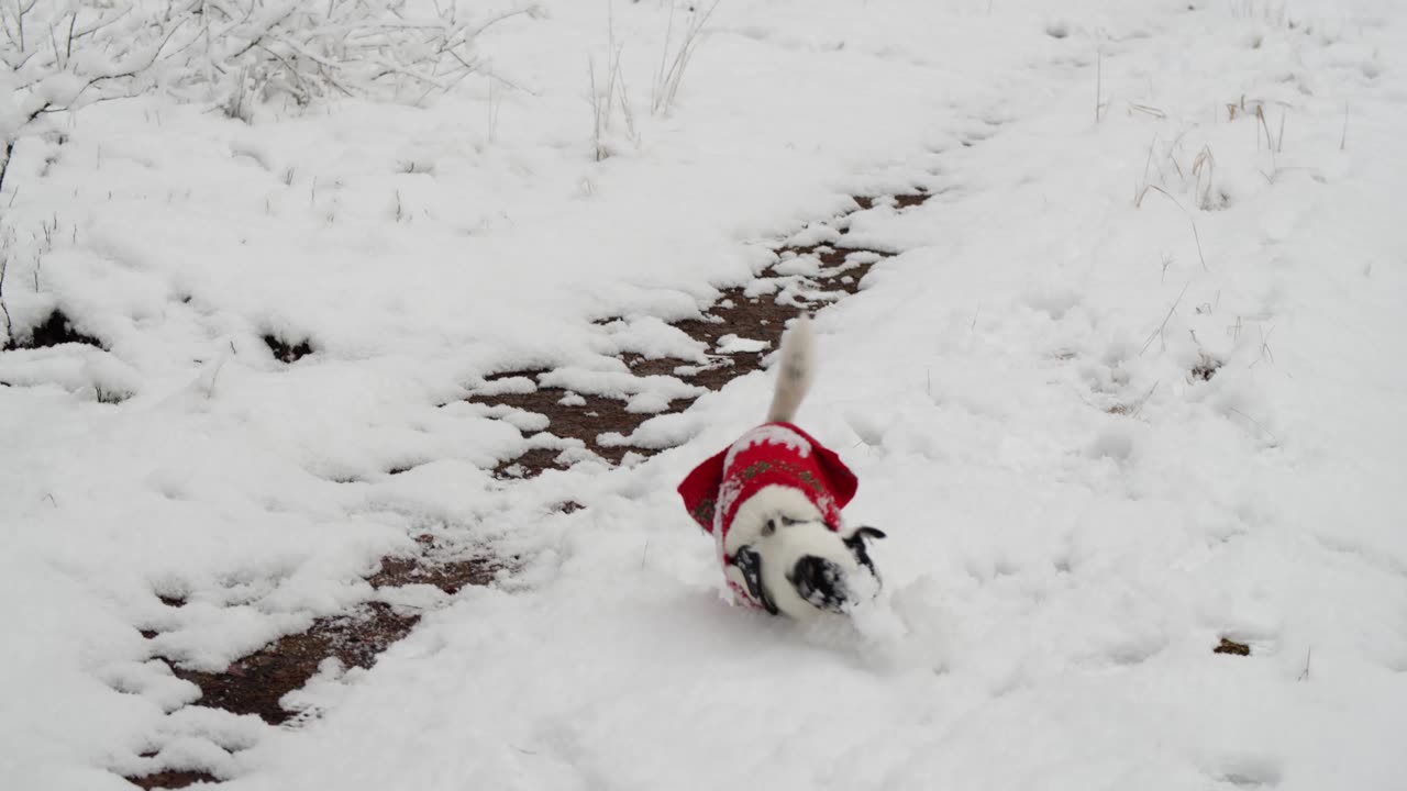 A winter weather owner playing with his dog in the snow (new dog video)