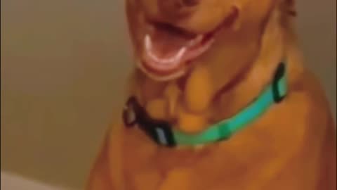 Dogs expressions.