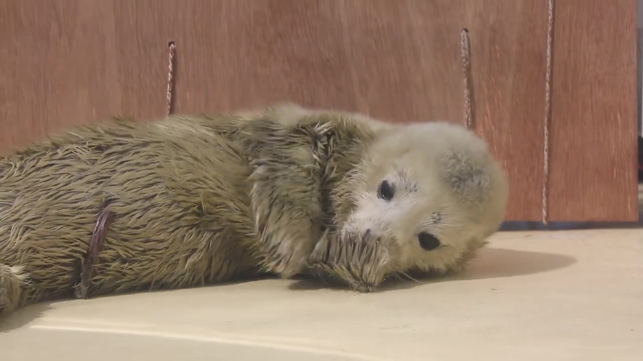 ゴマフアザラシさくらの赤ちゃん 生後3日