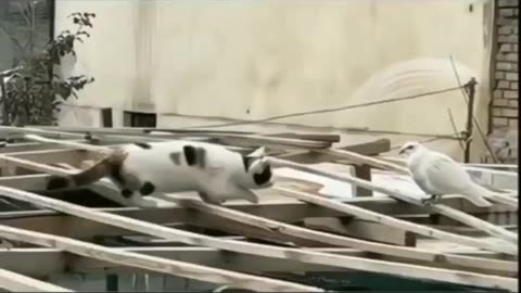 Funny animal video