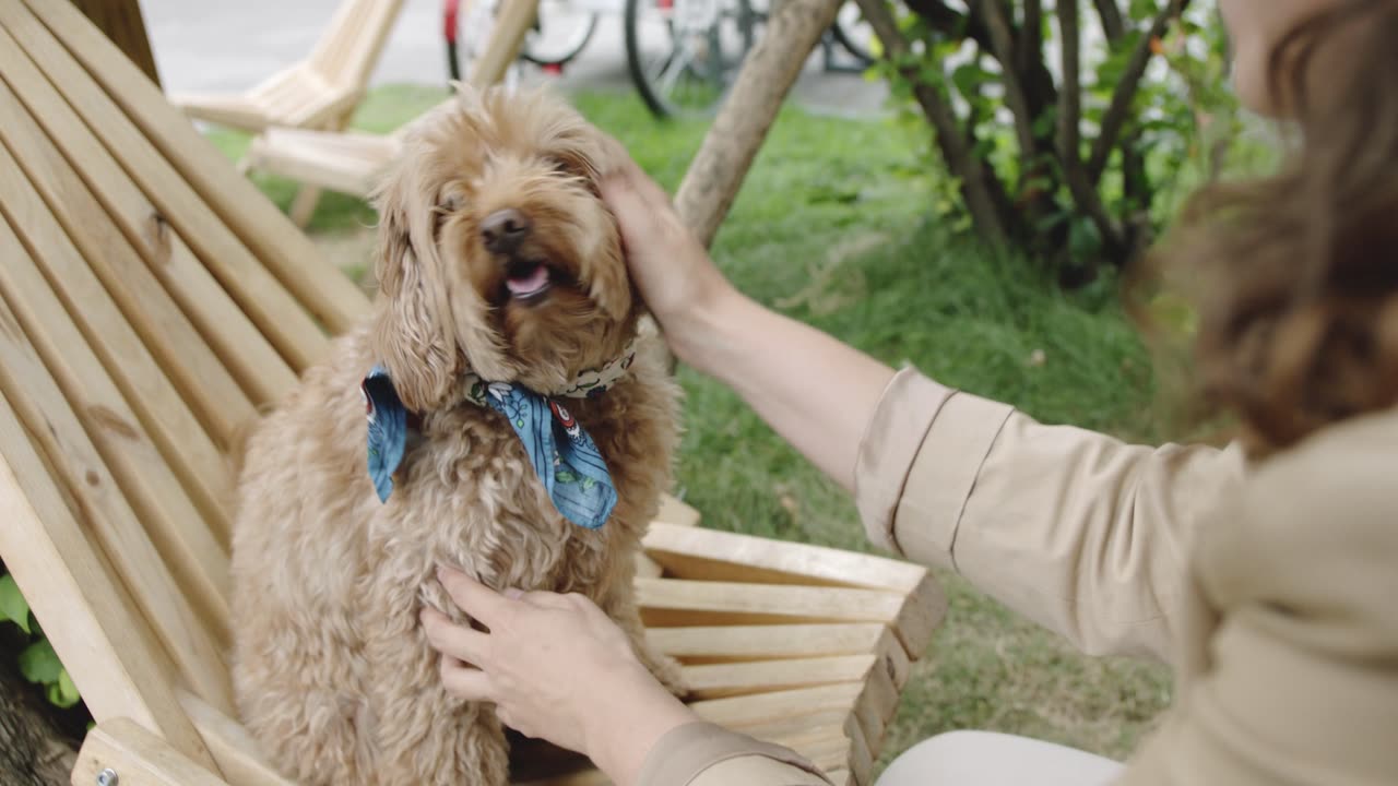 Goldendoodle Poses for the Camera on a Rustic Wooden Chair, Stealing Hearts Everywhere