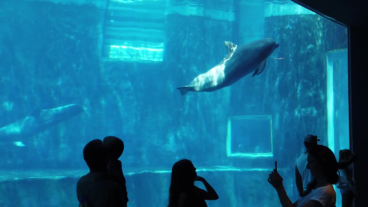 Réservoir de poissons d'aquarium relaxant et paisible en HD.