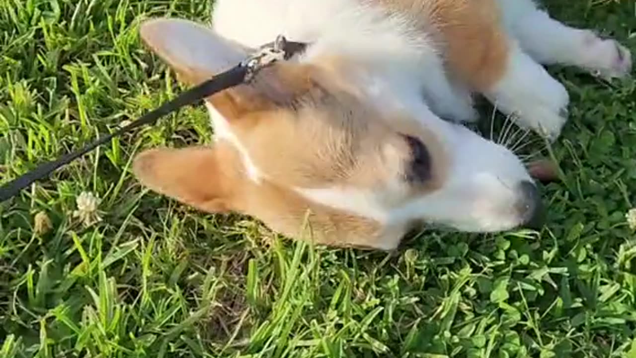 Expressing how I feel about Earth Day! ❤️ #corgi