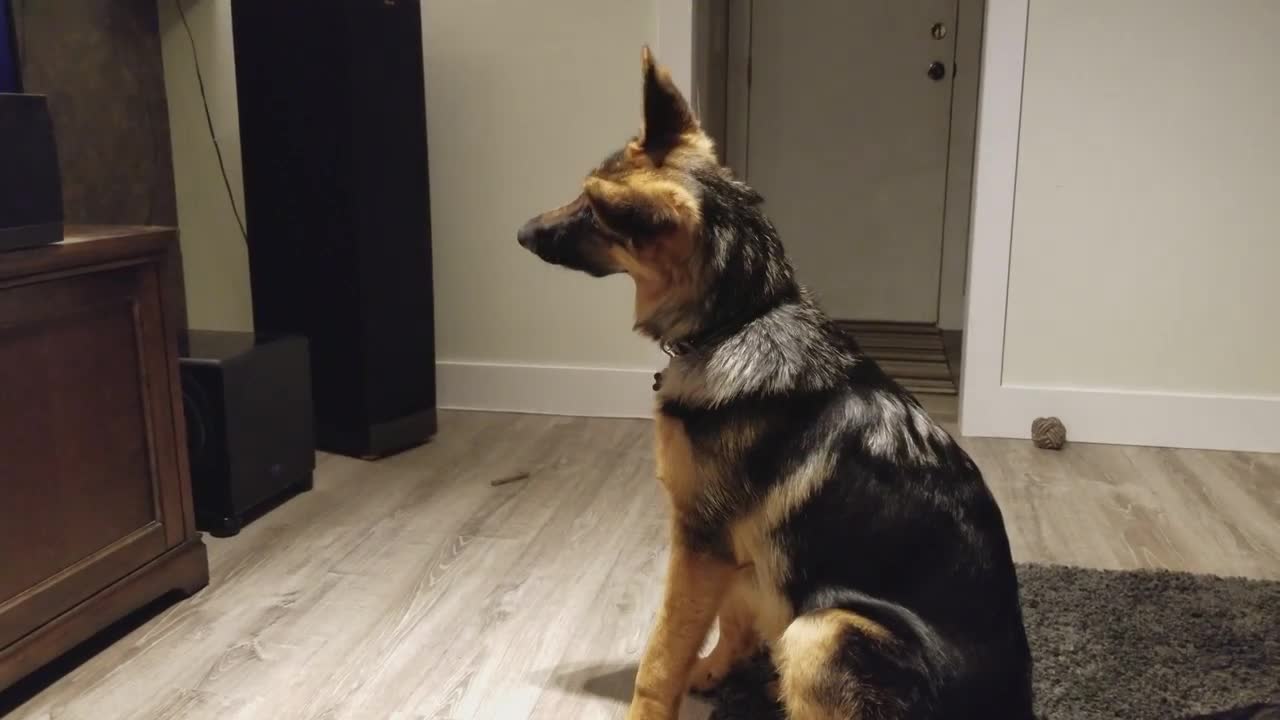 German Shepherd Howling Challenge!