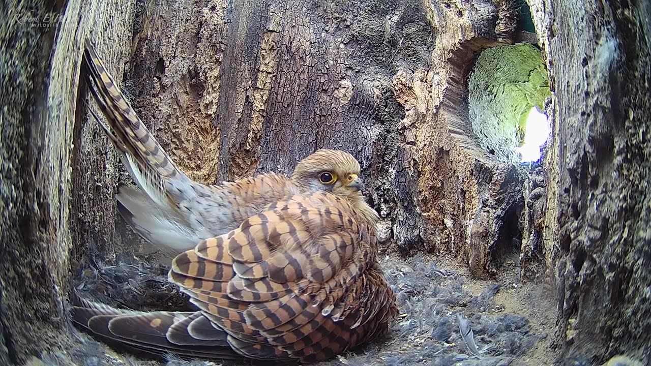 Kestrels overcome adversity as chicks hatch & grow