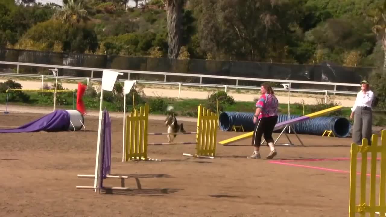 Dog Agility Competition (in HD)