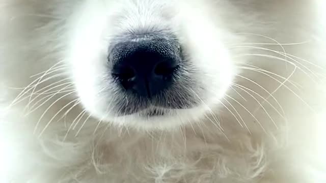 I love your Samoyed jam for no reason