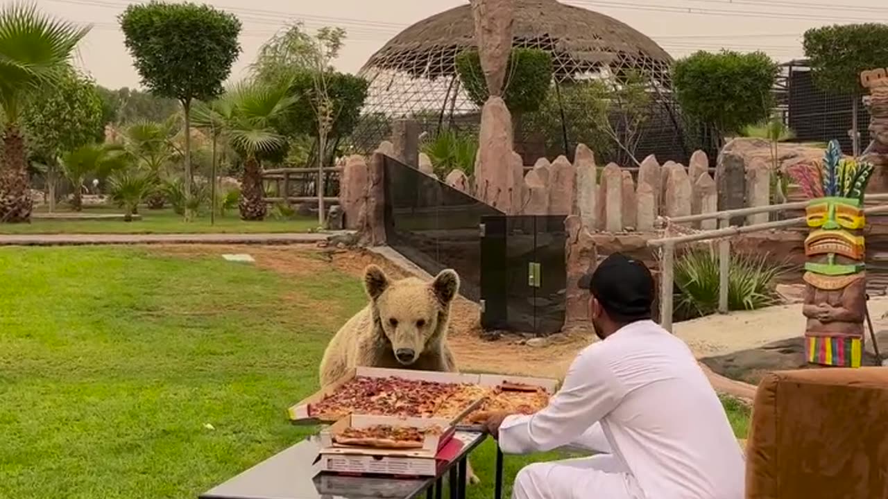 Bear eating with human