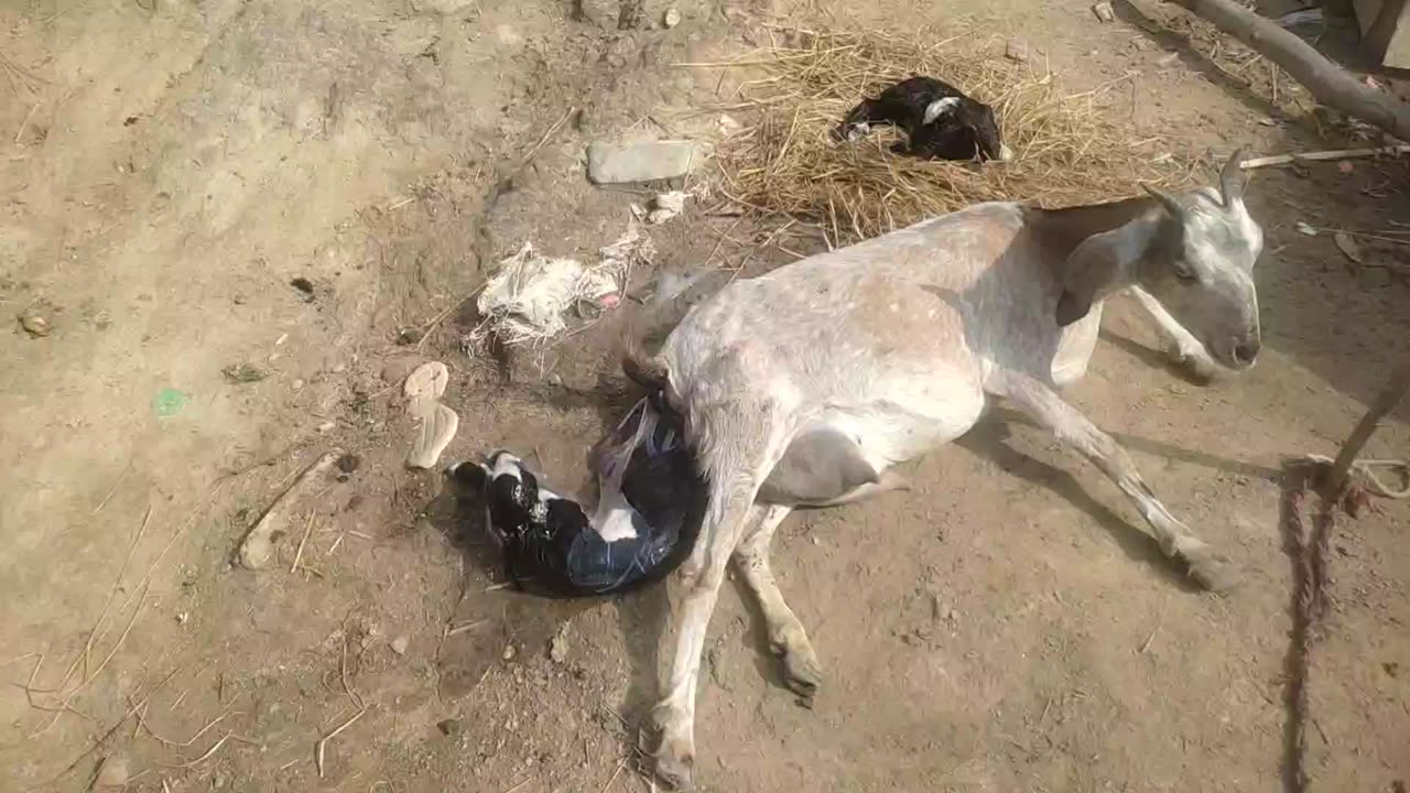 Mother giving birth a baby goat.