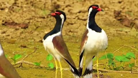 bird
