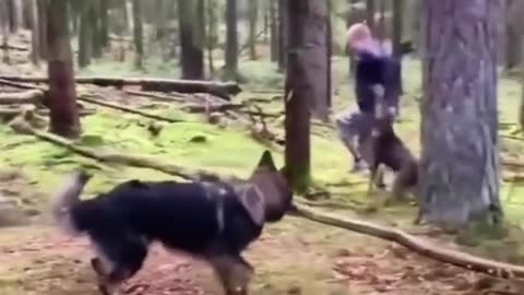 Funny cat's videos