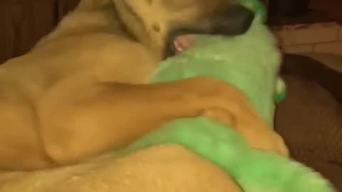 puppy playing
