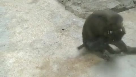 Monkey was born into the theatre