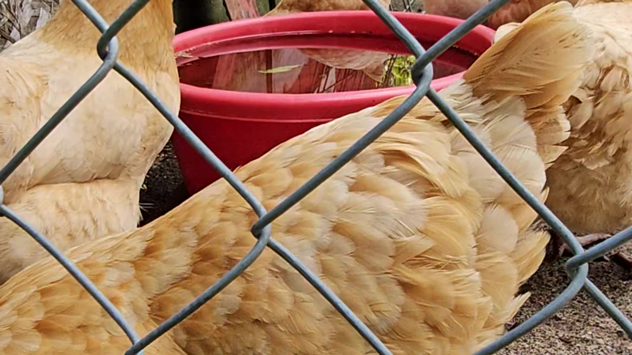 OMC! Adorable hens relaxing and getting a drink on a hot day.