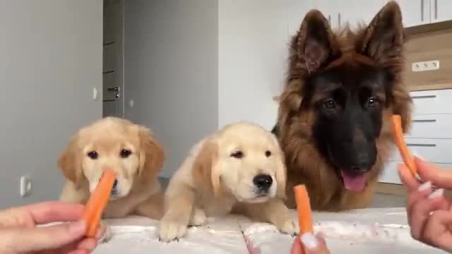 German Shepherd Reviews Food With Puppies