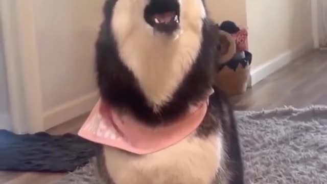Meekathehusky showing love♥️