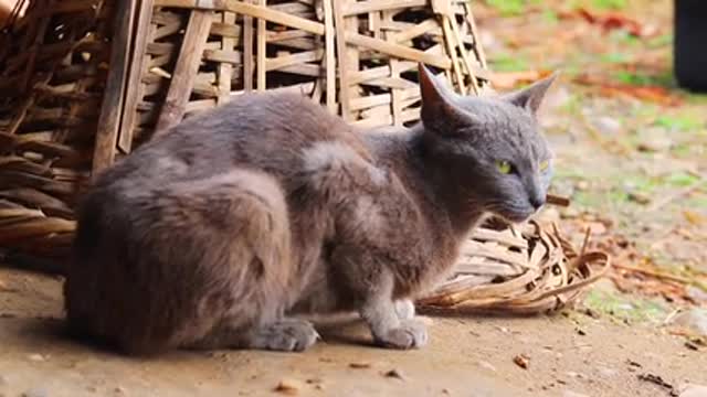 The cat is having fun in the woods