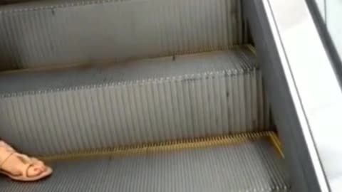 dog is walk on the escalator