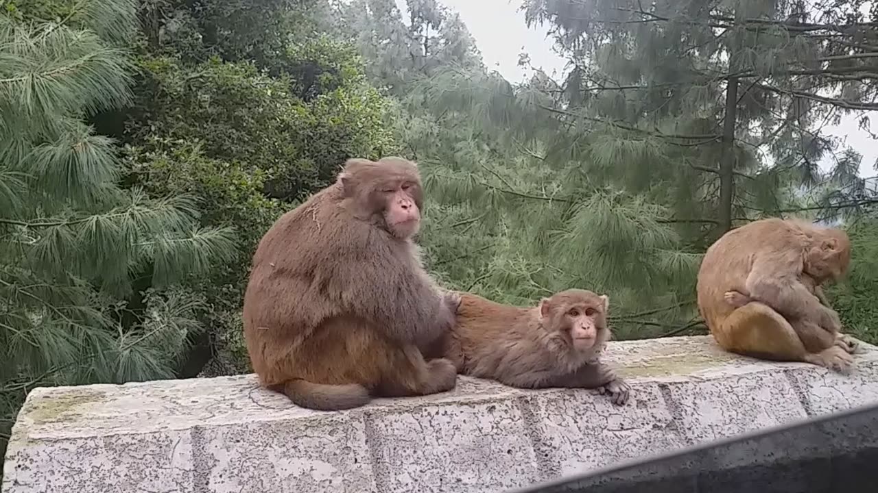 Monkey's work out