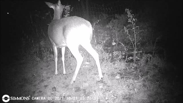 Backyard Trail Cam - Garden Deer