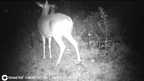 Backyard Trail Cam - Garden Deer