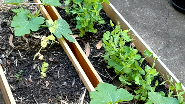 Baby radish harvest