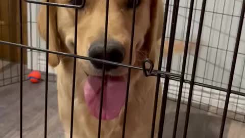 Golden retriever curious about a talking Christmas toy.