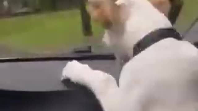 funny dog fail