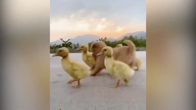 # A Cute puppy became the boss of five ducklings.