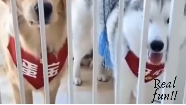 Funny Dog Videos Try Not To Laugh Impossible With Troll Prank Cute Dogs