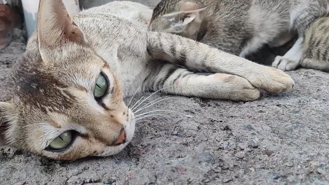 Cats Cute puppies || Cats feeding milk