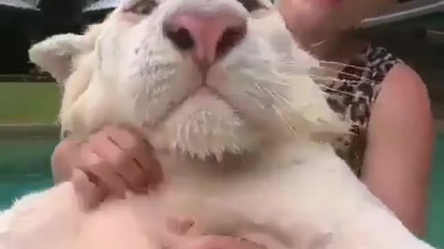 the most without insulting the cat is bathed