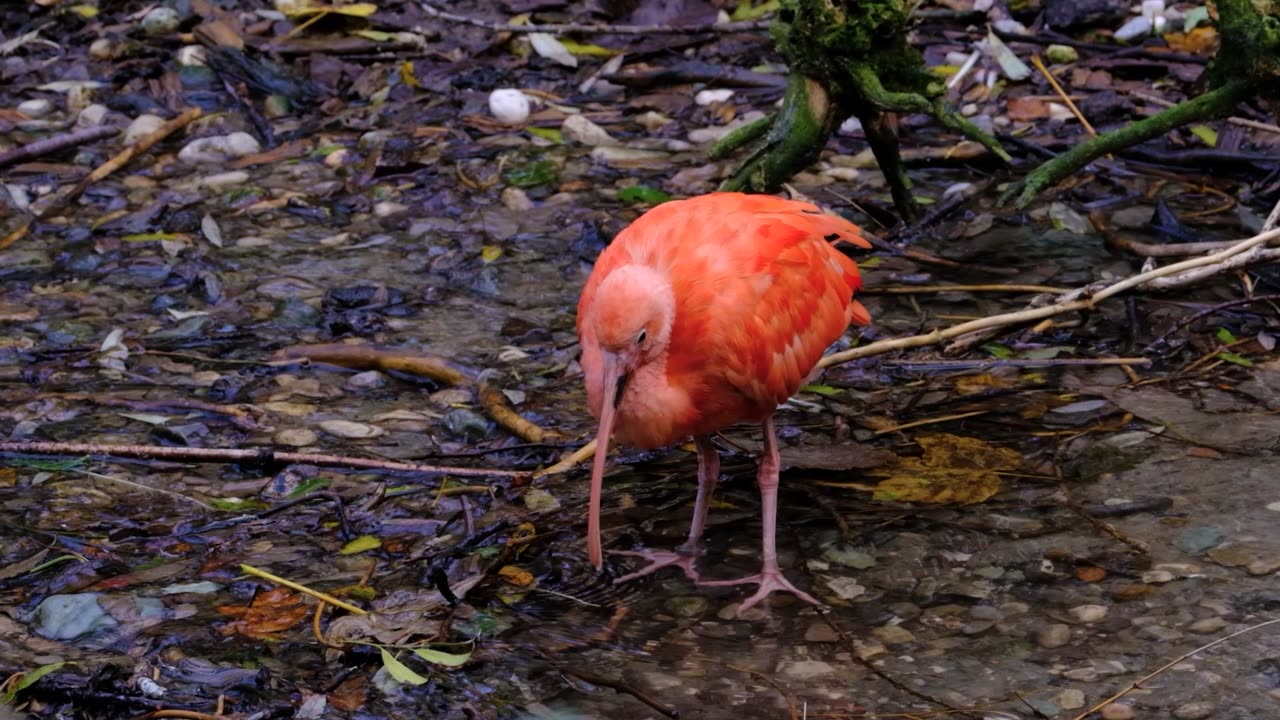 The Splendid Feathers of the Ibis Bird