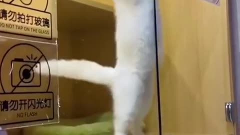Cute and funny cat video.