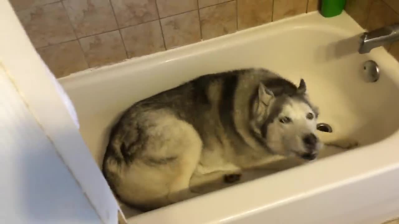 Siberian Husky temper tantrum