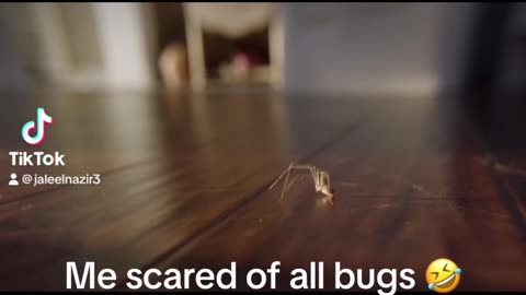 Funny fear of spiders