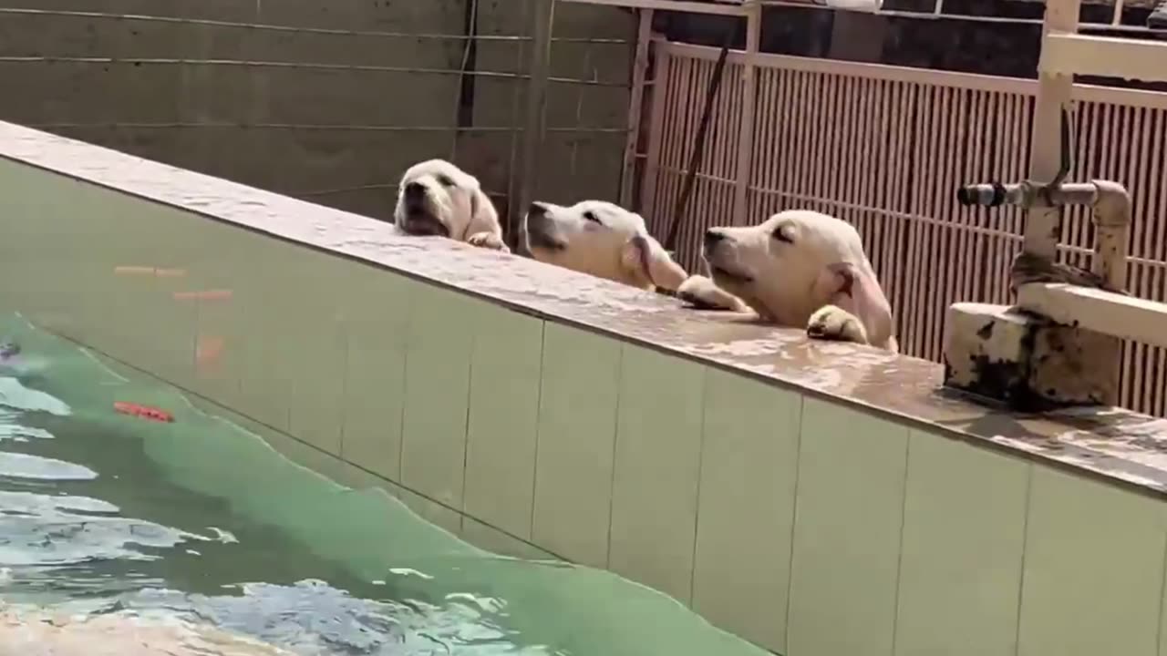 Dog Taking Bath and Playing