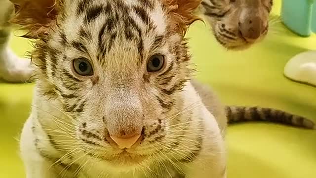 Two adorable little white tigers