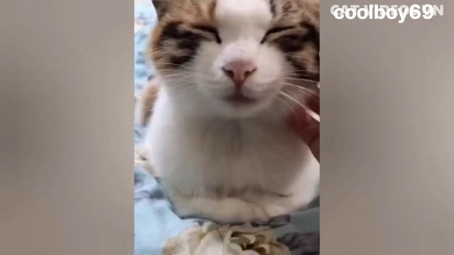 best funny cat videos|| try not to laugh