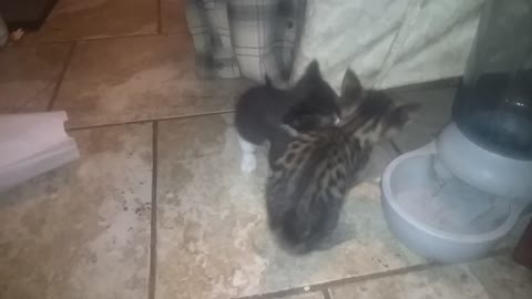 Kittens fighting