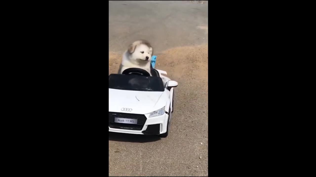 Funny cat video | cat fun a lot || September 10 2023