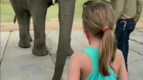 Elephant dance video