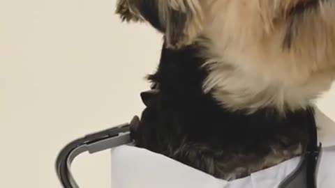 Funny and viral videos of cat and dog