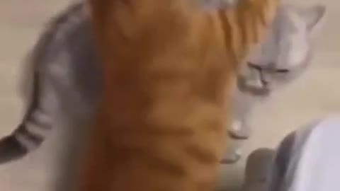 fat mf cat blasts pussy with epic walrus fatckle