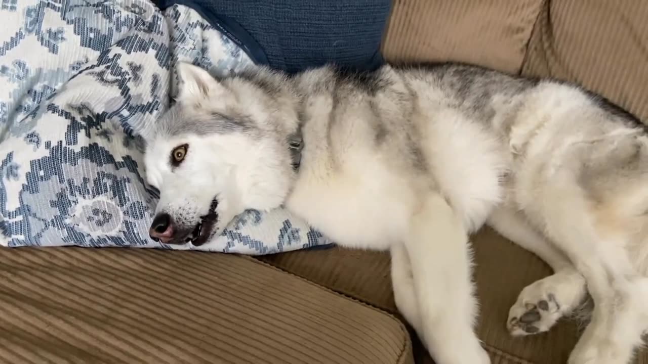 Stubborn Husky Needs Extreme Convincing For Walks