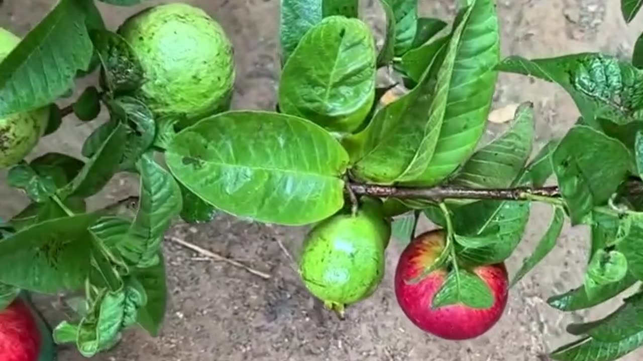 Fruitful Innovation: Uniting Apple and Guava Through Grafting