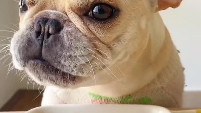 A day with toys with the puppy