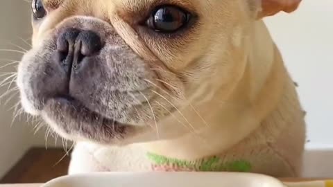 A day with toys with the puppy